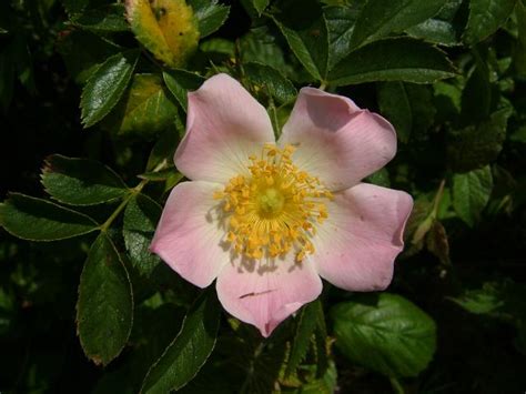 Rosa Rubiginosa Sweet Briar Rosaceae Images