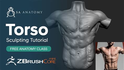Dynamic Male Torso Anatomy Study Zbrush Core Mini Sculpting Tutorial