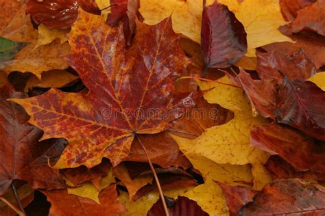 Wet Autumn Leaves Stock Photo Image Of Autumn Lying 11628446