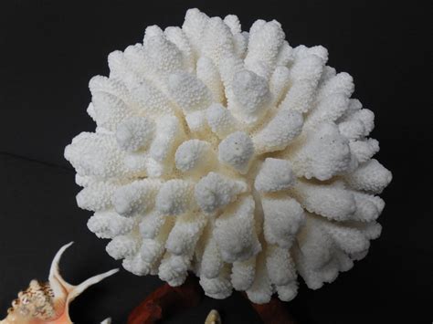 Natural Coral Finger Coral Seashells Tonna Shell Lambis Shell