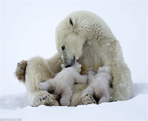 Adorable Polar Bears Cubs Clamber On Mom In Canada Daily Mail Online