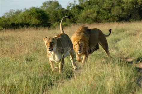 Male Lion Chasing Prey