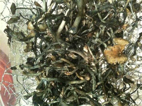 For fresh magic truffles you would usually multiply by 5. Bad shrooms after drying - Contamination Forum - Shroomery ...