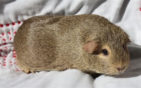 Guinea Pig Agouti Guinea Pig Sandy