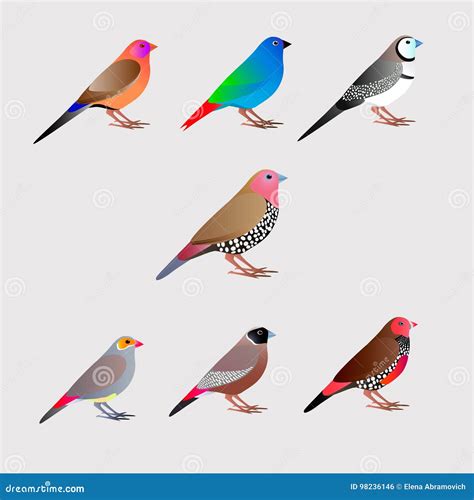 Seven Colorfull Finches Vector Illustration 98236146