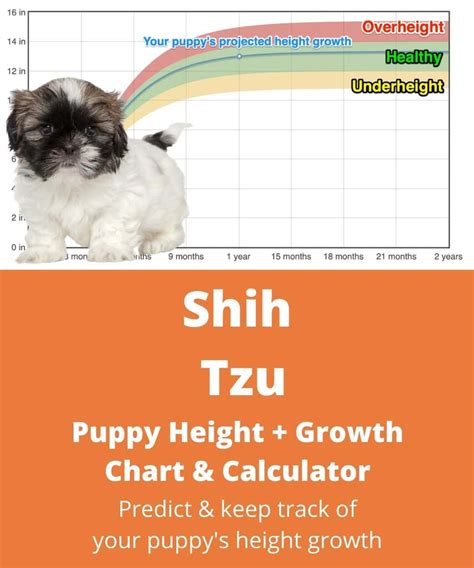 Shih Tzu Heightgrowth Chart How Tall Will My Shih Tzu Grow The
