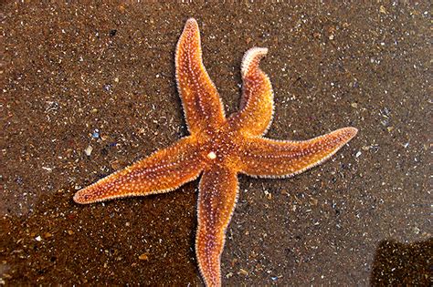 Starfish Are Dying In Huge Numbers From A Gruesome Wasting Disease