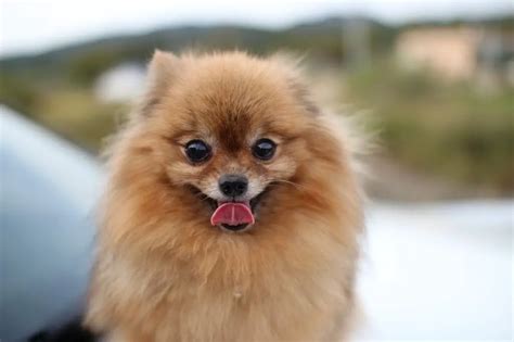 Pomeranian Dog Breeds Complete Profile History And Care