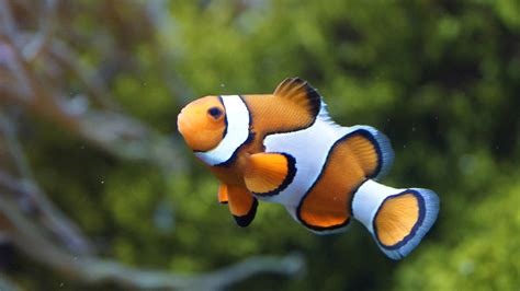 Study Shows That Clownfish Cant Adapt To Climate Change Science Times