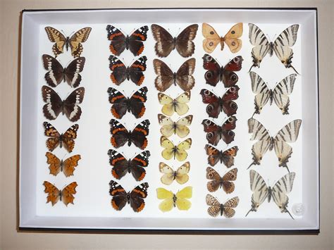 Filebutterfly Collection