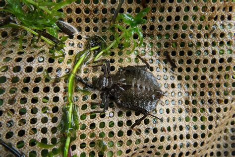 Five Bugs That Are A Sign Of Clean Water Chesapeake Bay Program