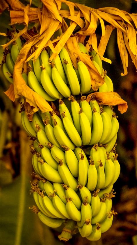 Indian Fruit Bananas Fresh Banana Fruit Free Image Peakpx