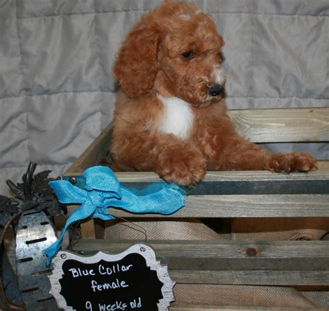 Poodle Puppies For Sale Dallas TX 283223 Petzlover