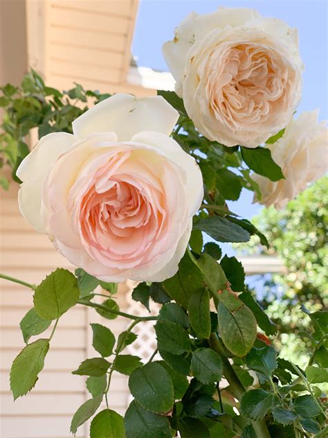 White Eden® Climbing Rose Great Garden Plants