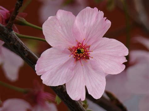 One Singular Sensation A Close Up Of A Cherry Blossom Sna Flickr