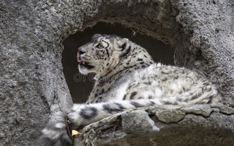 Leopardo De La Nieve Foto De Archivo Imagen De Lanas 171667210