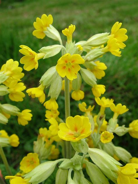 The Blog Of Dlsesh1 Cowslip Counters Search For Lost Blooms