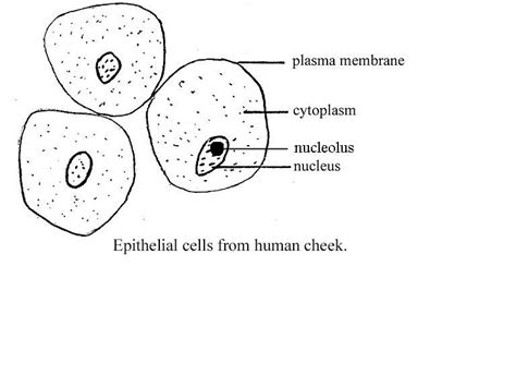 Cheek cells are the epithelial cells (animal cells) and thus have a cell membrane, nucleus, mitochondria and golgi apparatus but do not plastids. Bio Lab Midterm - Labs 1 and 2 Flashcards by ProProfs