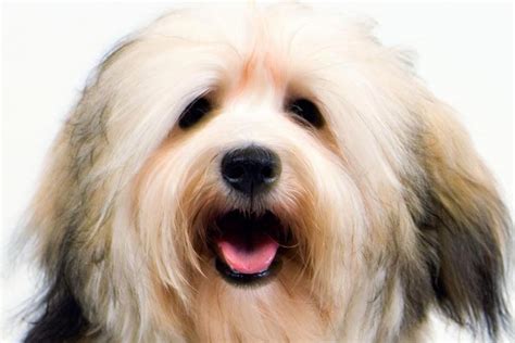Havanese Dog Breed Information American Kennel Club