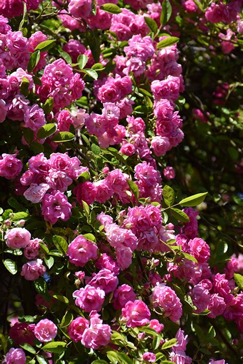 Climbing Pinkie Rose Rosa Climbing Pinkie In San Antonio Texas Tx