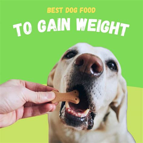What To Feed A Dog To Gain Weight And Muscle
