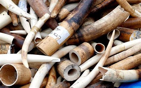 Chinese Officials Continue Illegal Ivory Trade During Trip To Africa