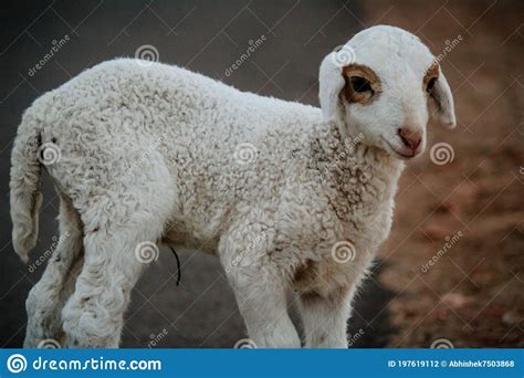 Close Up Of Cute White Indian Sheep Stock Photo Image Of Animal Cute