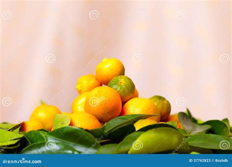 Calamondin Citrus Fruits Stock Image Image Of Plant 37762823