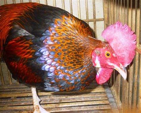 MENGETAHUI JENIS DAN HARGA AYAM BEKISAR MERAH SOLO | Berbagai Macam Ayam