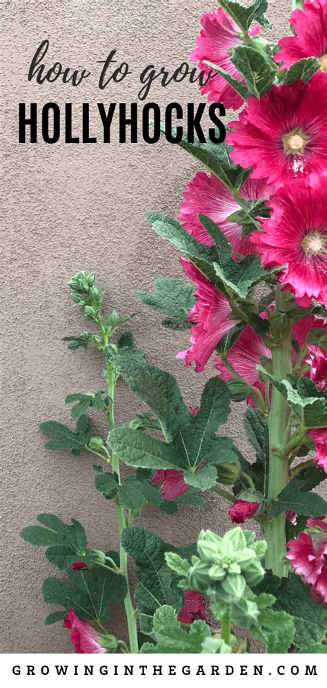 How To Grow Hollyhocks Hollyhock Growing Guide Growing In The Garden
