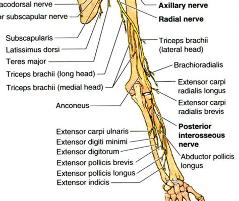 Posterior Interosseous Nerve The Pain Source Makes Learning About