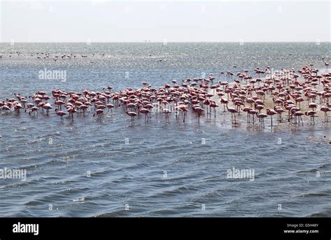 Flock Of Flamingos At Walvis Bay Lagoon In Namibia Stock Photo Alamy