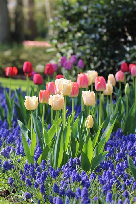 6 Tips For Planning A Beautiful Spring Bulb Garden Longfield Gardens