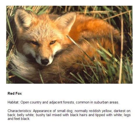 Fox Facts Animals Fox Cute Animals