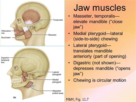 Skeletal muscles cover your skeleton, giving your body its shape. Top 10 Strongest Muscles in The Body | Pouted.com