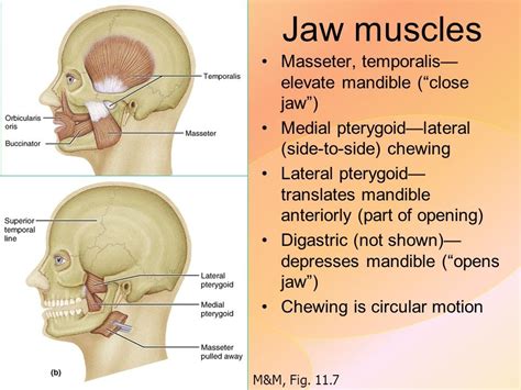 What is the strongest muscle in the body? Top 10 Strongest Muscles in The Body | Pouted.com