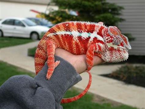 36 Top Images Are Panther Chameleons Good Pets / Panther Chameleon