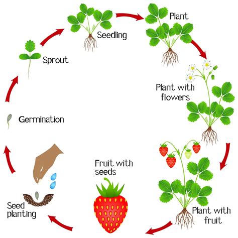Growing Strawberry Plant Stages