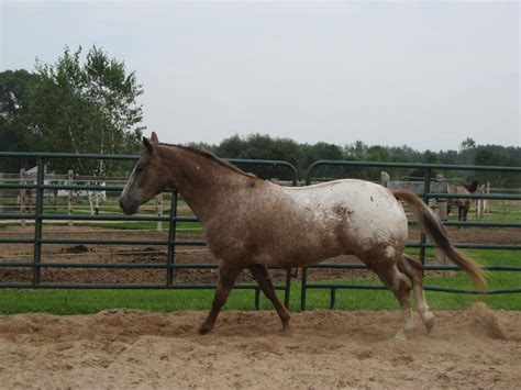 Red Roan Appaloosa By Scenic Desires On Deviantart