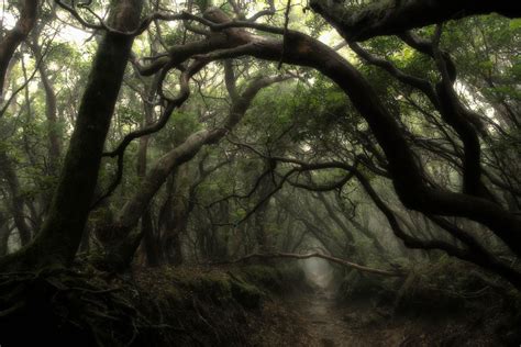 Mistydarkforest Dark Forest Forest Wallpaper Landscape