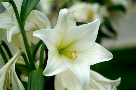 White Lilies White Lily Flower Types Of Flowers Lily Flower