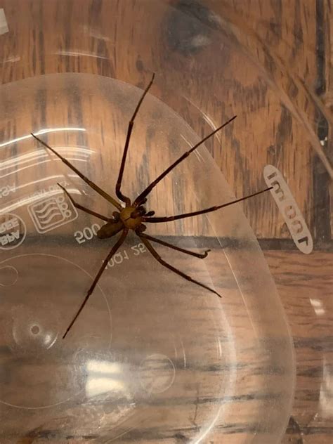 How To Identify Brown Recluse Spiders