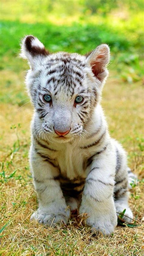 Baby White Tiger Animals That I Love Pinterest Tigers Babies