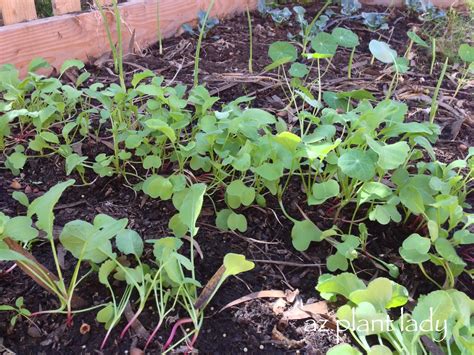 Properly spaced tomato plants are likely to be healthier and produce a larger harvest than those that are overcrowded or too widely spaced. Too Many Vegetables....How to Thin Seedlings - Ramblings ...