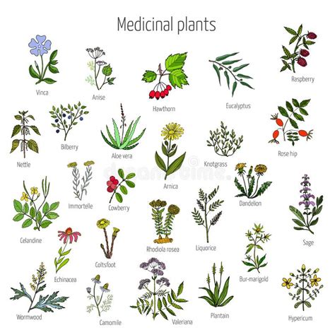 Vintage Collection Of Medical Herbs Stock Vector Illustration Of