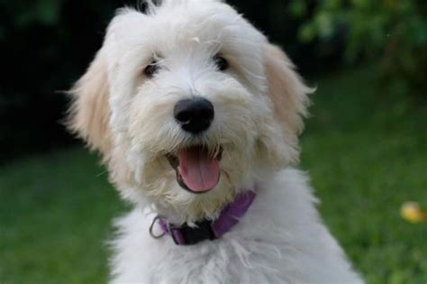 Your veterinarian will be able to spot problems, and will work. Goldendoodle Generations for Puppies by Moss Creek ...