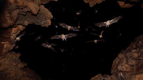 Why Do Bats Live In Caves Bbc Science Focus Magazine