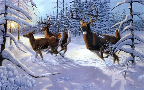 Gene Stewart Winter Sow Forst Deer Wallpaper 2392x1511