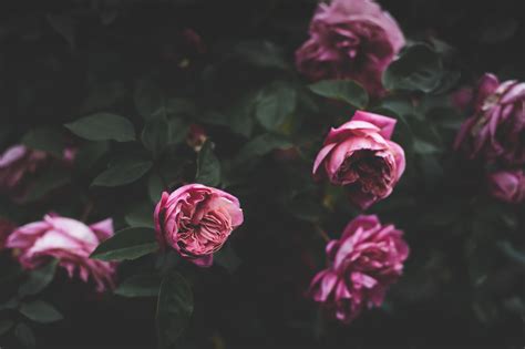 Peony flower wallpaper apk we provide on this page is original, direct fetch from google store. Selective focus photography of pink peony flower HD ...