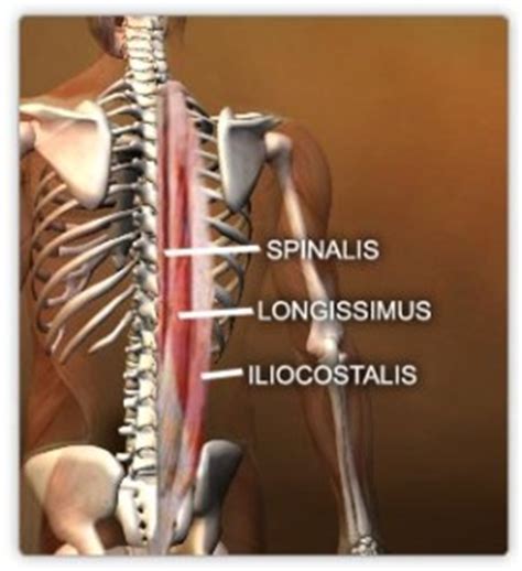 They are responsible for spinal although the torso rotation movement targets your obliques, several other muscles, including quadratus lumborum, rectus abdominis and transverse. Muscles - lower body - Real Bodywork